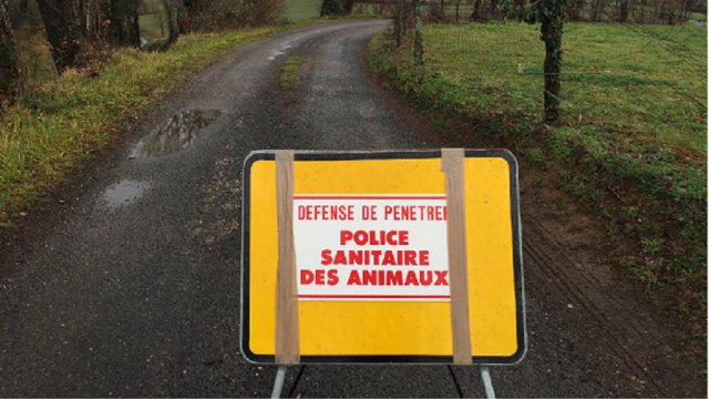 Grippe aviaire : partie du Tarn, l’épidémie s’étend dans le Gers et les Hautes-Pyrénées
