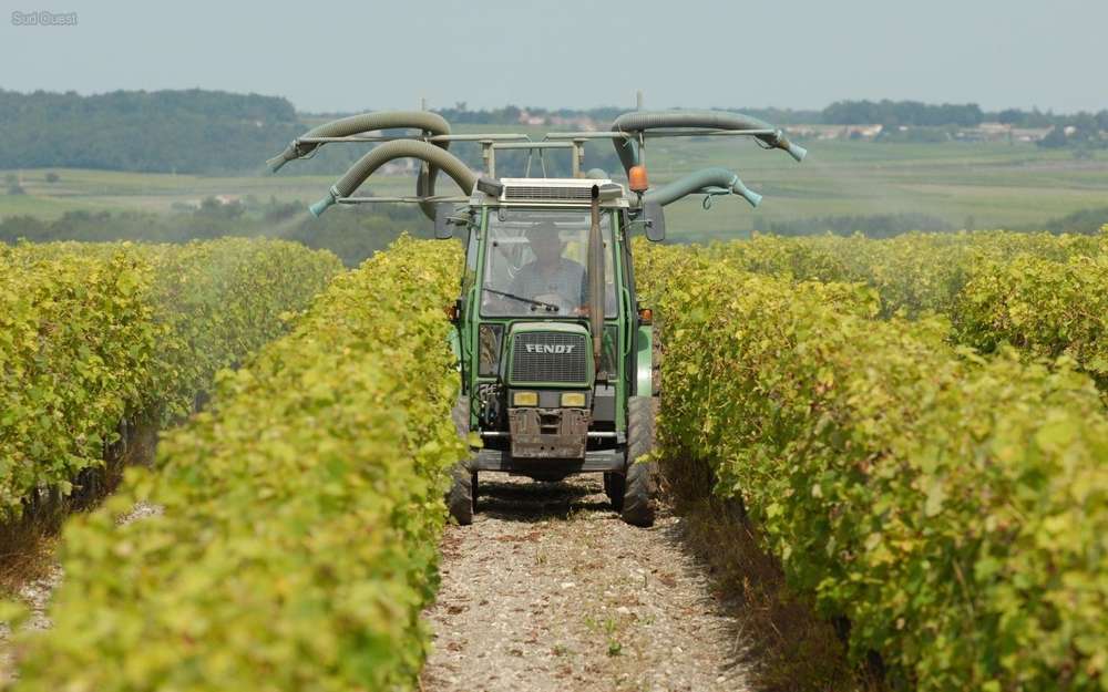 Pesticides dans les vignes en Charente : des cancers enfin reconnus